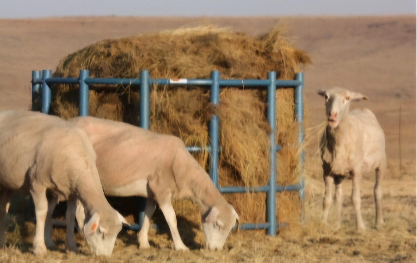 Plastic sheep and goat bale ring